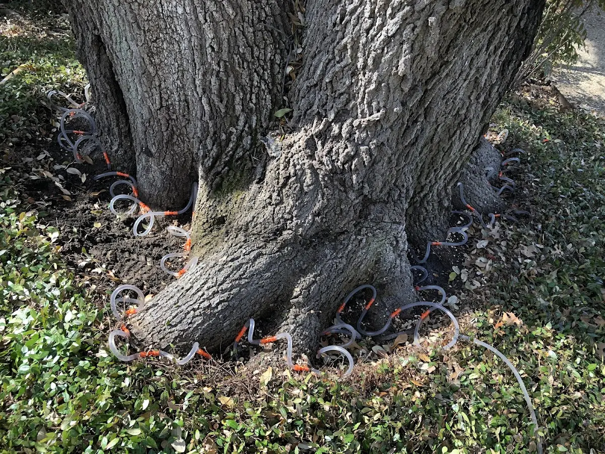 Detailed Tree Cabling and Bracing job site in Santa Fe