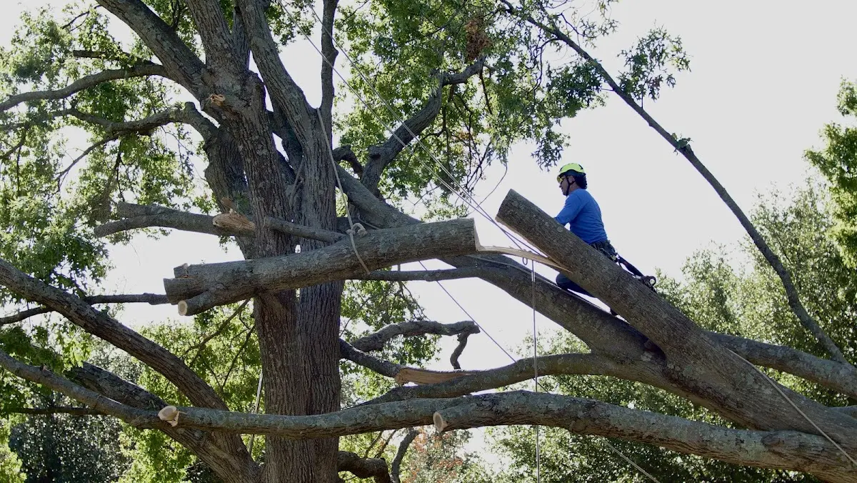Professional Hazardous Tree Removal performed by certified arborists in Santa Fe
