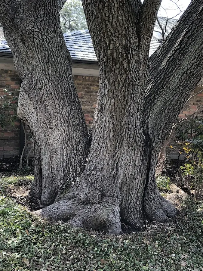 Mature heritage tree close to a Santa Fe property cared for by certified arborists